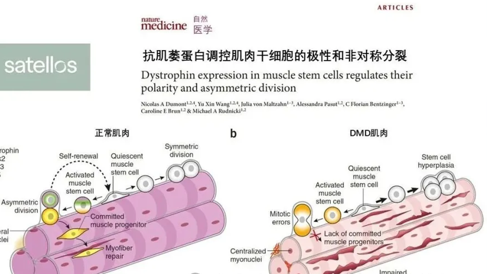 科研向善者说 | 陈南鹏：非对称细胞分裂与杜氏肌营养不良症（DMD）