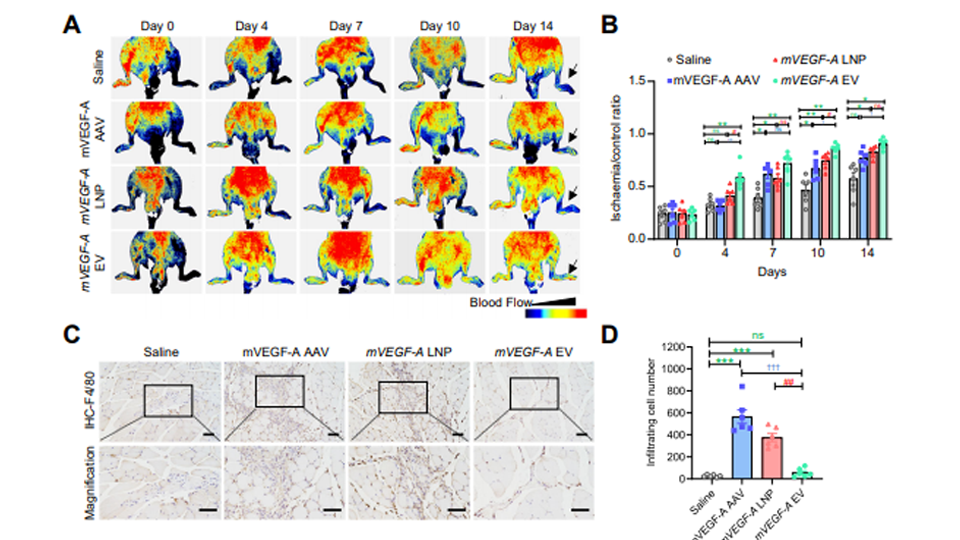 科研动态｜Andrew Lee课题组：一种提高递送效率并降低免疫原性的新型基因疗法