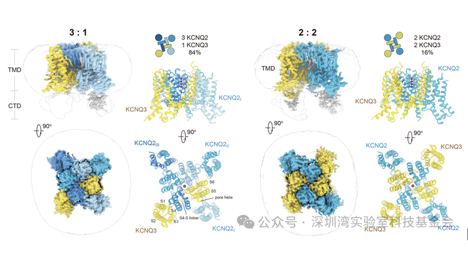科研动态 | 解析KCNQ家族通道底层机制，为靶向难治性癫痫提供新视角